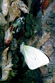 PIERIDAE, Leptophobia